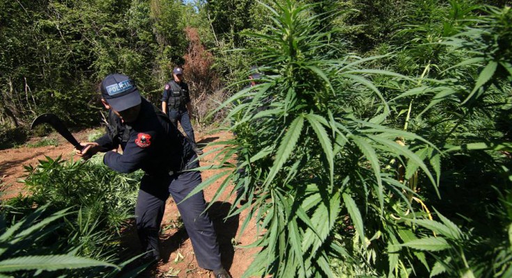 Raporti i UNODC: Shqiperia nje nga vendet kryesore te kultivimit te droges